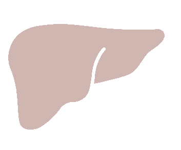 Wątroba